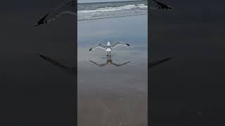 Birds lovers please subscribe quotBird Watching at a Dutch Beach A Day with Naturequot [upl. by Eissen]