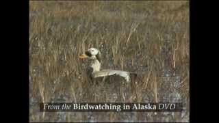 Birdwatching in Alaska [upl. by Ateuqram3]