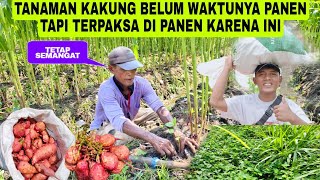 TANAMAN KAKUNG BELUM WAKTU NYA PANEN TAPI TERPAKSA DI PANEN KARENA INI [upl. by Wilmer921]