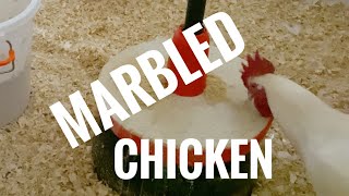 What do I feed my American Bresse roosters [upl. by Kendyl257]