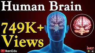 Human Brain Animation  Learn Anatomy Of The Human Brain  iKen  iKen Edu  iKen App [upl. by Dotson111]