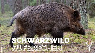 Anleitung zum richtigen Aufbrechen von Schwarzwild  Wildschwein [upl. by Irpak920]