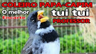 encarte tui tui COLEIRO PAPACAPIM com PROFESSOR [upl. by Sami]