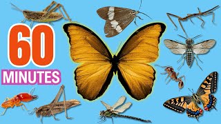 Learn Insects Names In English  Bugs for Kids  Easy English  1 Hour Learning [upl. by Geminian]