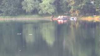 Loons calling Spring Lake in Cumberland Wi [upl. by Colson]