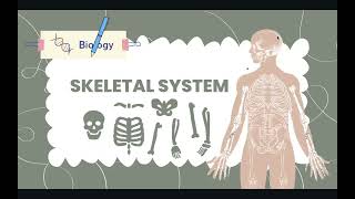 Skeletal System  In Depth Explanation [upl. by Annirok]