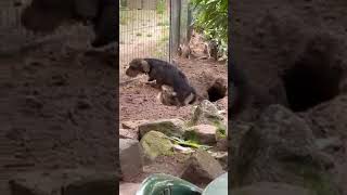 Cheeky dog playfully digs a huge hole dogs funnydogs funny cute cutedogs funnyanimals [upl. by Tillo346]