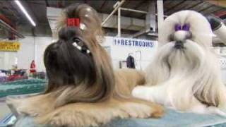 Dogs 101 Shih Tzu [upl. by Pich]