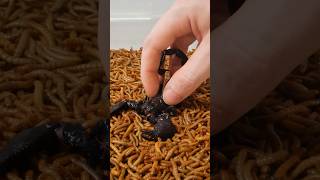 Mealworms vs Scorpion Timelapse [upl. by Aihsenyt]