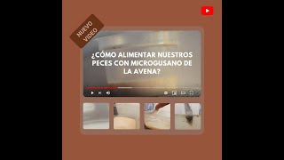 ¿Cómo alimentar nuestros peces con Microgusano de la avena [upl. by Piefer]