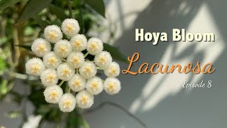 🌼 Hoya LACUNOSA  HOYA BLOOM  Peduncle growth  Flowering process  Floral scent [upl. by Ile299]