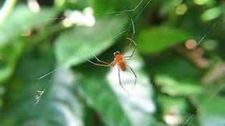 Male and Female Nephila  Argyrodes [upl. by Nnaycnan]