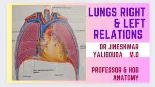 LUNGS MEDIASTINAL RELATIONS amp ROOT STRUCTURES  BYDR JINESHWAR A YALIGOUDA MD HOD ANATOMY [upl. by Shipman436]