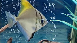 Mono Fish Care Guide  Caring for Mono Argentus Tank mates feeding breeding mono sebae compare [upl. by Innes]