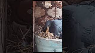 Baby yelling for food mamá Feeding her crop milk birds feeding pigeon [upl. by Bevash]