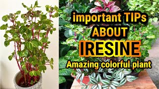 iresine  Iresine Plant Care  iresine plant propagation [upl. by Chung]