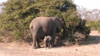 Cute baby elephant sprint [upl. by Filler]