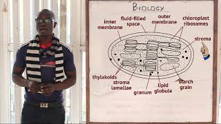 12 The Chloroplast Biology Form 1 [upl. by Lai318]