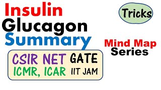 Insulin and Glucagon biochemistry  Lecture for CSIR NET GATE ICMR JRF IIT JAM exam [upl. by Sarina117]