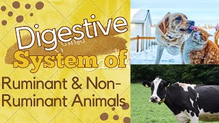 Digestive System of Ruminant and NonRuminant Animals [upl. by Ike722]