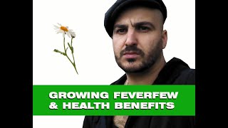 Feverfew – How to grow amp Medicinal benefits [upl. by Pressman]