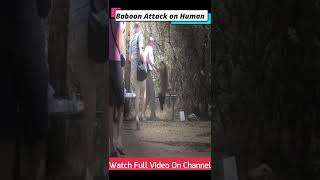 Baboon Attacks Human 😱😱animals shorts baboon fights [upl. by Eppillihp]