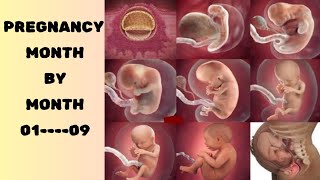 Pregnancy Month by Month  Baby Developmental Stages in womb From month 19 [upl. by Orodoet]