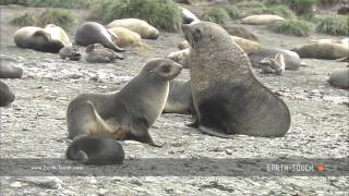 Fur seal mating ritual [upl. by Sonnie]