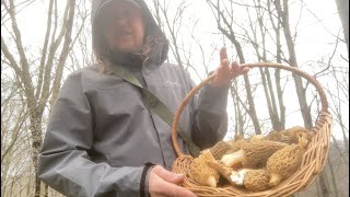 Morels amp More MidApril Mushroom Hunting [upl. by Bocoj]