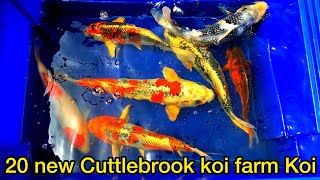 New Cuttlebrook koi farm koi fish [upl. by Ul]