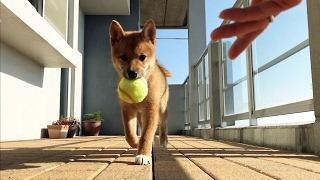 ママのおててに持ってきて 柴犬ゆき Shiba inu Yuki [upl. by Accisej]