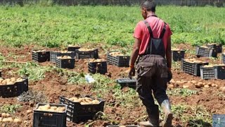 Algérie  Des produits agricoles algériens refoulés de France du Canada de Russie et du Qatar [upl. by Teragramyram251]