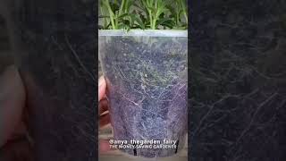 How to propagate verbena bonariensis [upl. by Anitsihc138]