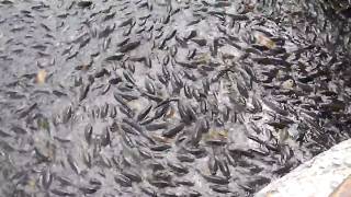 where the ducks walk on the fish crazy video of billons of fishes Part 1 [upl. by Ater]