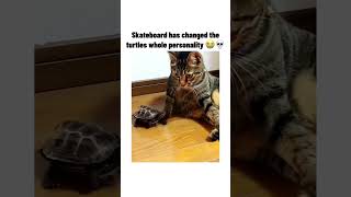 silly ahh turtle lol funny bruh funnymemes meme memes turtle trending capcut subscribe xd [upl. by Fishback]