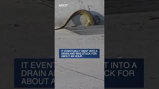 Crews capture monitor lizard wandering along Loop 101 in north Phoenix [upl. by Aicelef]