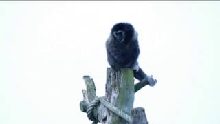 Zingende Gibbon Aap geeft Concert Singing Monkey [upl. by Aihsyak532]