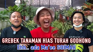 Grebek Tanaman Hias Turah Godhong Ehh Ada Maee SOIMAH  Episode 16 [upl. by Nurse423]