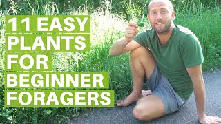 11 Easy Edible Plants for Beginner Foragers Eating Wild Food [upl. by Lowery]