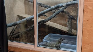 We Built a New Enclosure For Our Philippine Sailfin Dragon [upl. by Daphne]