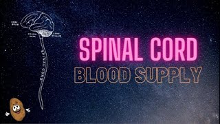 Spinal Cord  Blood Supply of the Spinal Cord Easy [upl. by Yentroc731]