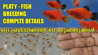 How to breeding quotPlaty fishquot step by step🐠🐠പ്ലാറ്റിയെ ബ്രീഡ് ചെയ്യാം💪 ഈസി ആയി 🐠🐠 [upl. by Cirded925]