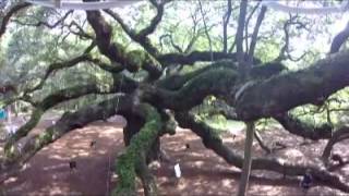 A View of Charlestons Angel Oak from an Aerial Inspection Device [upl. by Teryl]