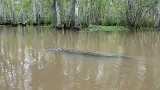 Dr Wagners Honey Island Swamp Tour  Alligator Sighting  Slidell Louisiana [upl. by Carissa]