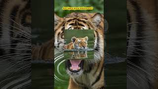 MindBlowing Tiger Facts You Wont Believe 🐯 [upl. by Eintruok]