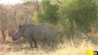 Lets Follow A Rhino To His toilet And Marking Territory [upl. by Ardnikat]