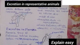 Excretion in representative animalsExcretion in hydraExcretion in PlanariaClass 12Biology [upl. by Olshausen]