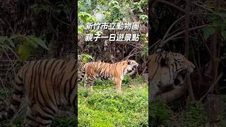 新竹一日遊景點 市立動物園一日遊 老虎 猴子親子 育兒zoo 小孩 [upl. by Cordova]