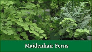 How to Grow Maidenhair Fern Varieties as House Plants  Indoors [upl. by Liggitt]