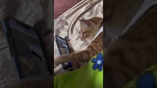 बिल्ली की गायन catvideos cat funnyvideo catlover cute [upl. by Davidde268]